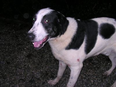 Mi chiamo Pollo e sono un cucciolone in cerca di casa e amore