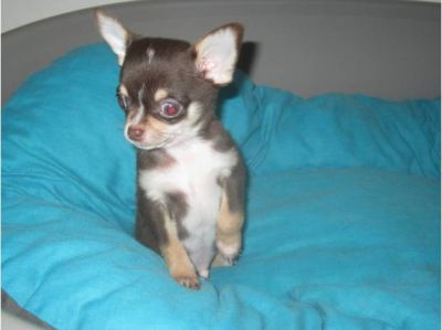 Chihuahua di doghouse