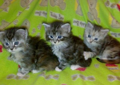 REGALO SPLENDIDI GATTINI DI MAINE COON