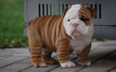 Bulldog inglese cuccioli per l'adozione