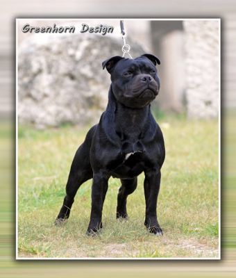 STAFFORDSHIRE BULL TERRIER
