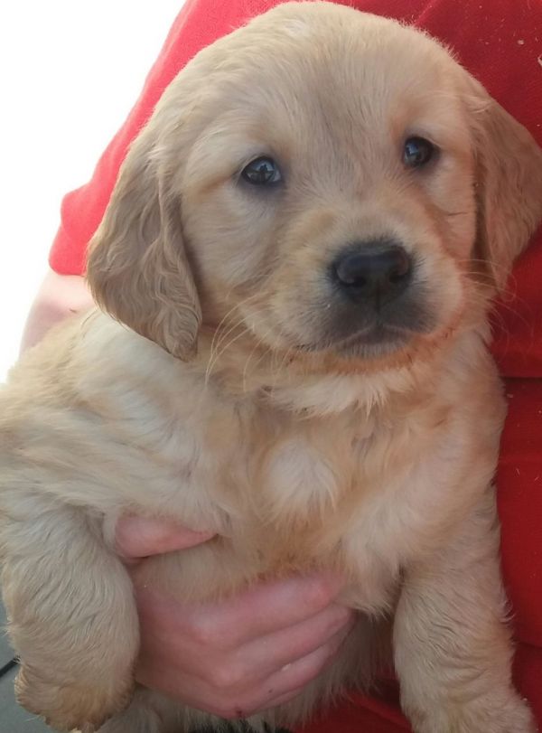 REGALO Golden retriver cuccioli Abbiamo disponibili cuccioli con garanzia,almeno 2 vaccinazioni, mic