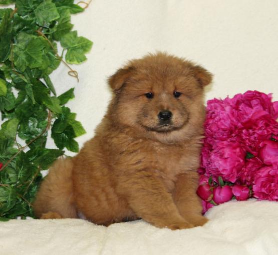  adorabili cuccioli di chow chow femminucce e maschietti disponibili  per l'adozione gratuita i cucc