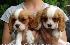 Cuccioli di Cavalier King consegnati