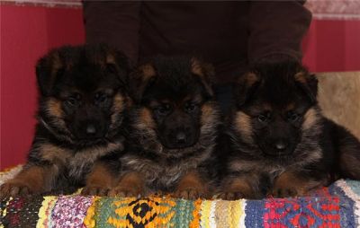 Pastori Tedeschi Cuccioli e cuccioloni 