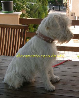 Schnauzer nano bianco