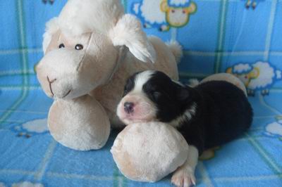 CUCCIOLI BORDER COLLIES