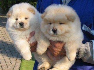 Incantevoli cuccioli chow chow pronti per una nuova casa.