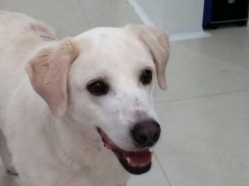 LUNA - labrador 4 anni