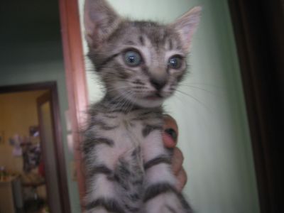 Micio Pasqualino cerca casa