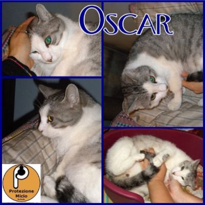 Protezione Micio Onlus: Adozione del Cuore gatto Oscar