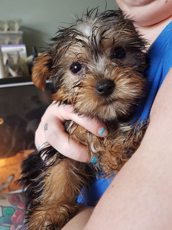 REGALO CUCCIOLI di Yorkie Bellissimi cuccioli  vengono consegnati con vaccinazioni, sverminati, micr