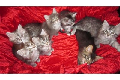 Gattini Di Maine Coon