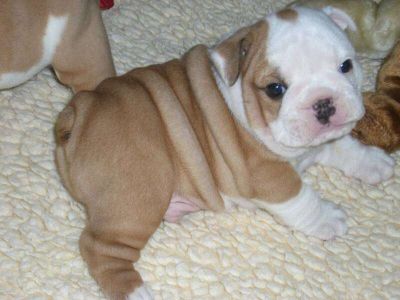 Maschio e femmina bulldog inglese