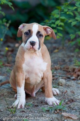 3 cucciolini maschi Amstaff