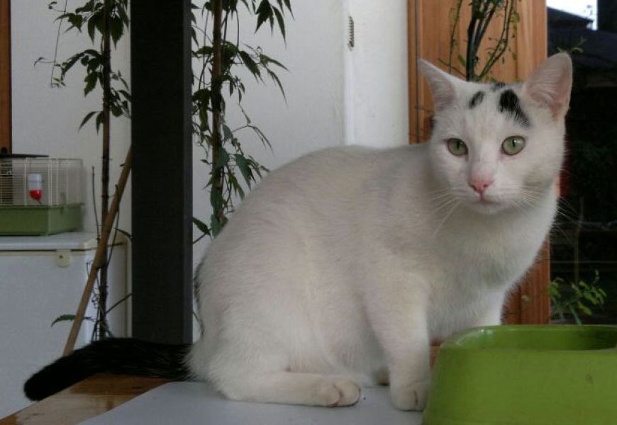 Micio in cerca di casa