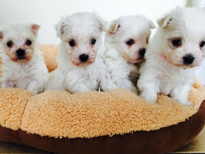 REGALO Dolci cuccioli Maltese per l'adozione abbiamo cuccioli Maltese molto felice e sorprendente. A