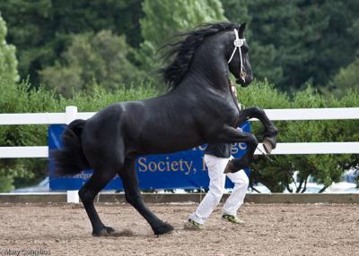 Due cavalli Frisone di ottima salute e pronto per nuove case.