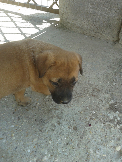 regalo cucciola incrocio pittbull e pastore tedesco